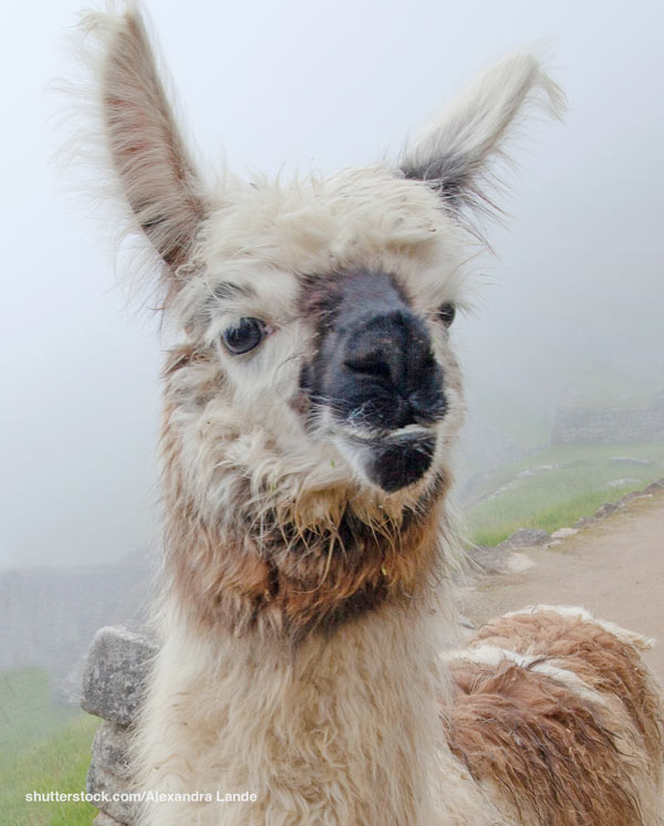  llama or alpaca