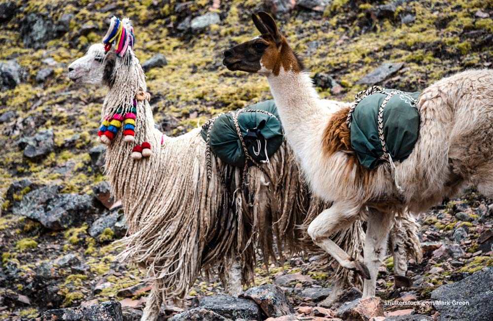  llamas carrying packs in peru