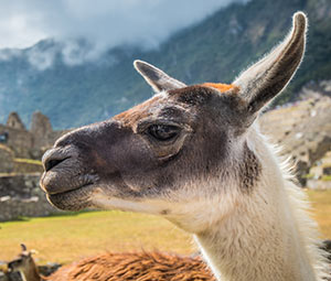 kids llamas nature facts image