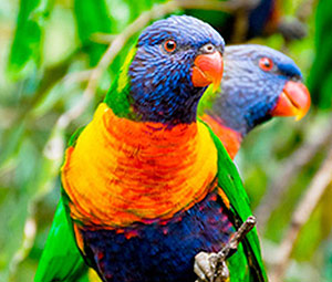 Lorikeet