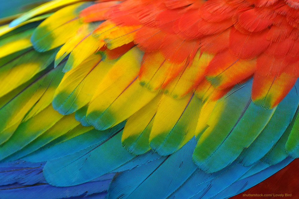 Macaw wing image