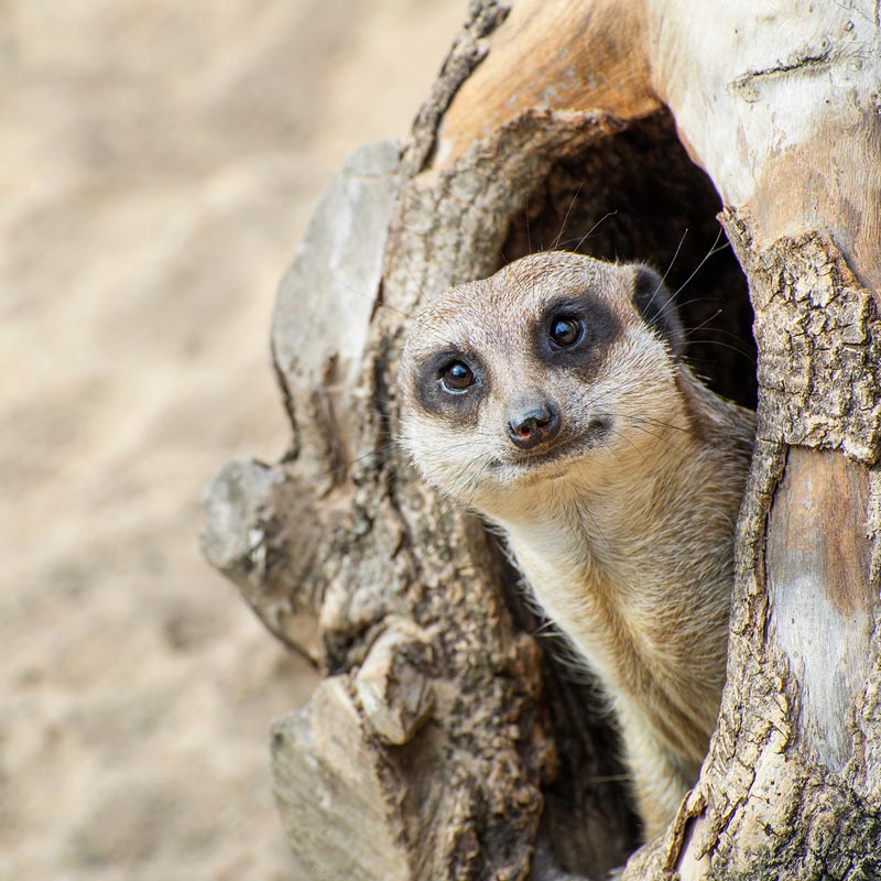 Meerkat hanging out in a tree