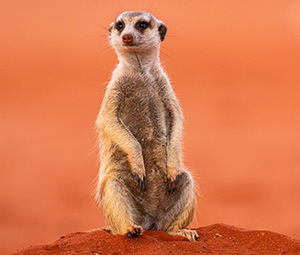 Meerkats image