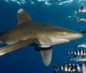 Whitetip Shark