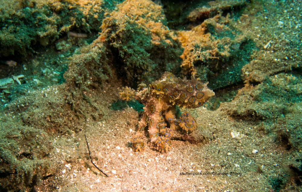 Octopus family