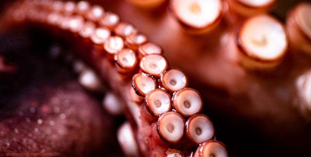 octopus closeup arms