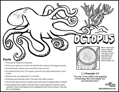 Octopus fact sheet image download