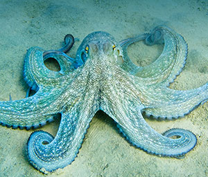 kids octopus nature fun  facts image