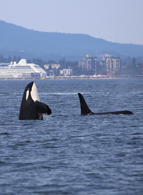  Orca spyhopping - Photo by Dick Martin on Unsplash