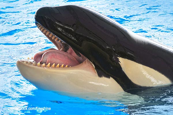 Orca smiling - Photo by FineShine