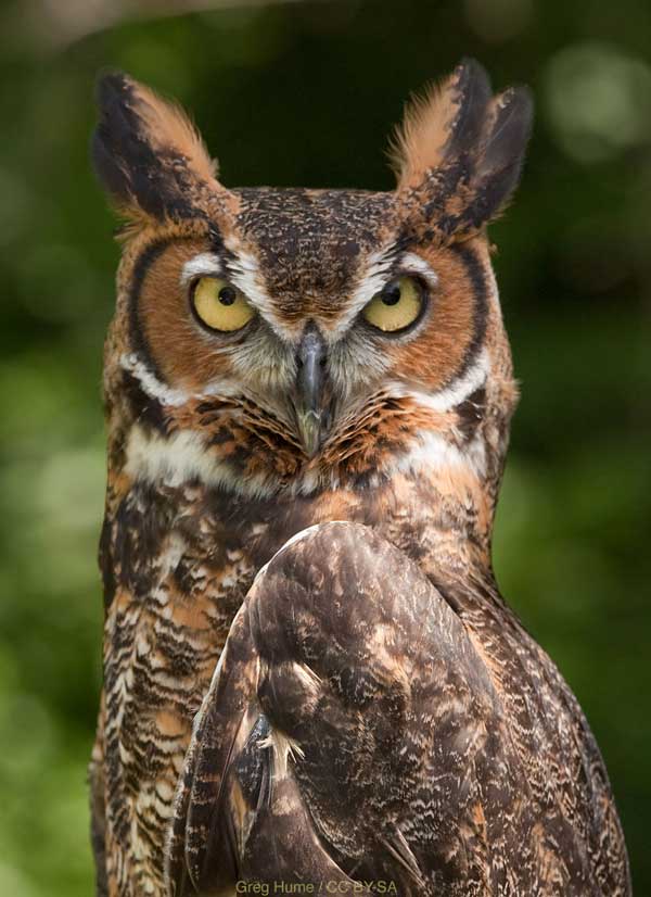 Great Horned Owl looking at camera Photo by Greg Hume