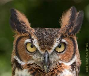 Great Horned Owl