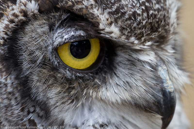 Great Horned Owl eye close up Photo by Tony Hisgett from Birmingham, UK 