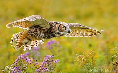 Great Horned Owl in flight by Peter K Burian
