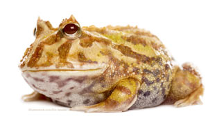 Great Horned Frog - Pacman Frog  image