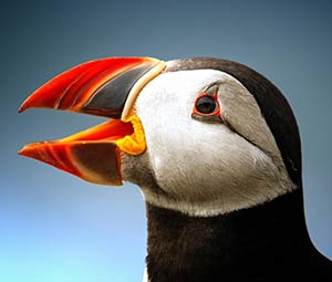 Puffin nature fact sheet image 