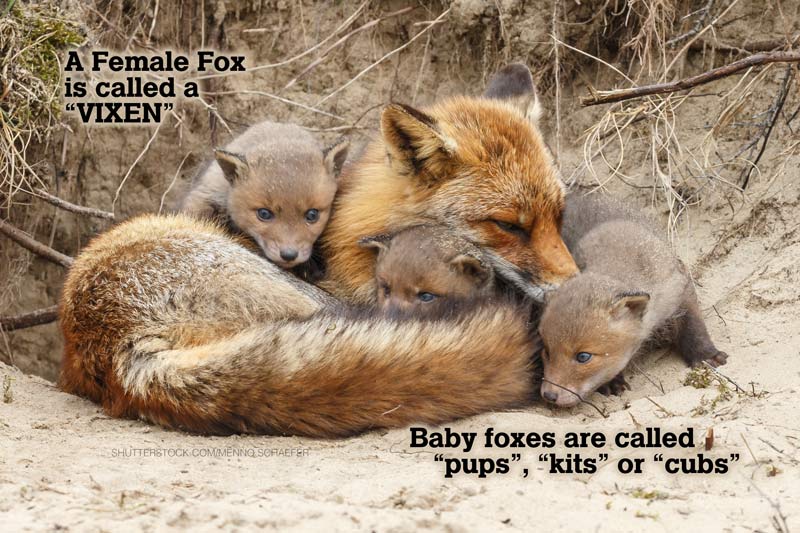 Female fox or vixen with pups 