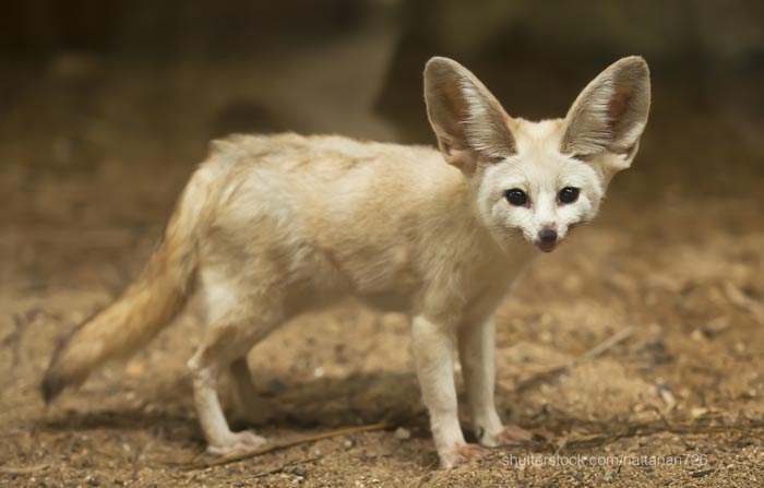 Fennec fox 