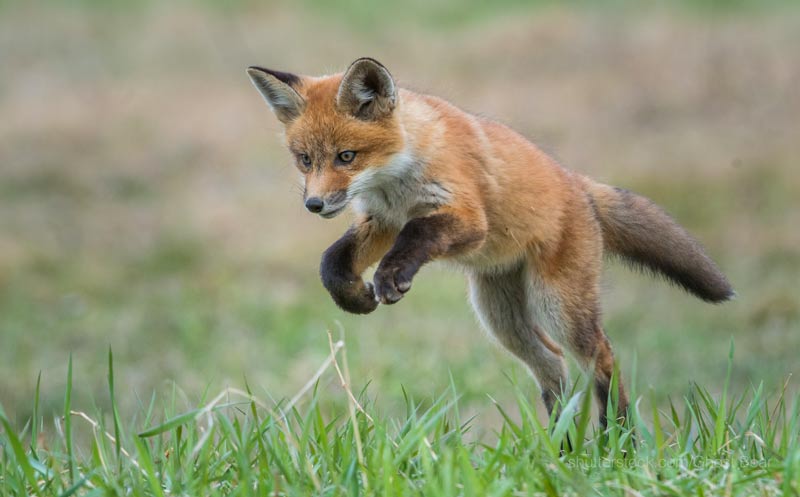Red Fox jumping in grass