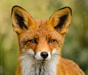 Red Fox image