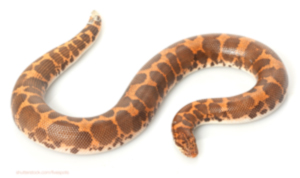 Sand Boa