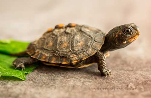 baby Box Turtle image