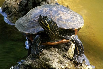 Hieroglyphic River Cooter Turtle image by T.Voekler - Own work CC 3.0 wikimedia