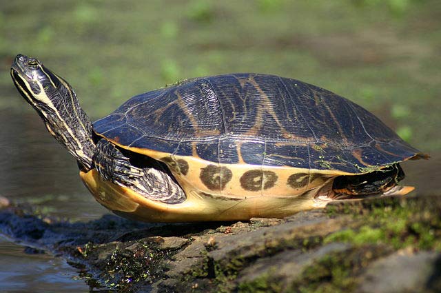Florida River Cooter
