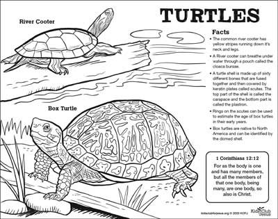 Turtle fact Sheet for kids