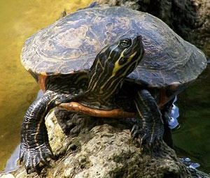 Hieroglyphic River Cooter image by T.Voekler/wikimedia