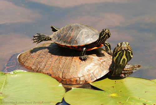 river cooter turtle