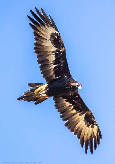 wedge-tailed eagle in flight - nicole patience