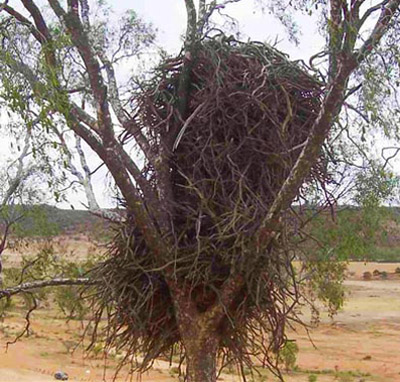 Wedge-tail eagle nest