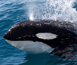 Killer Whale