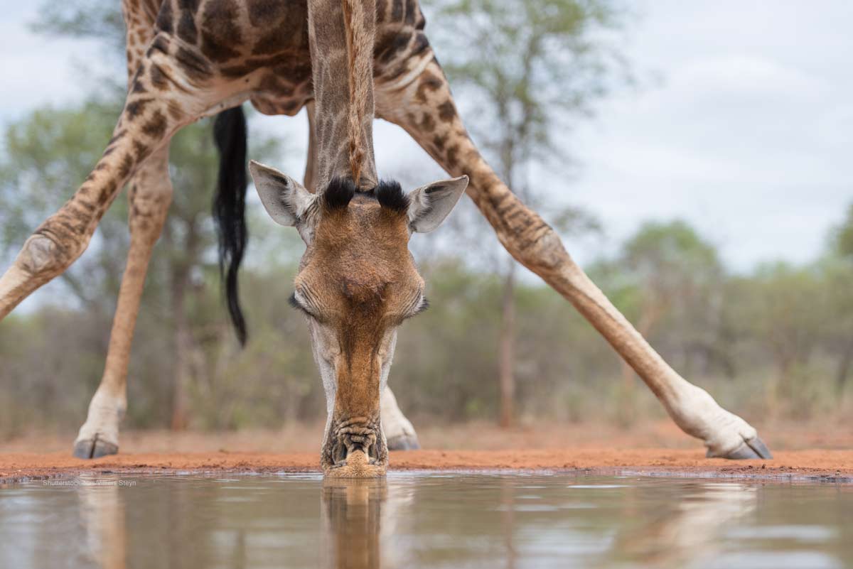 Giraffe Drinking