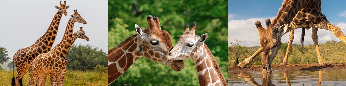 Giraffes Header bar