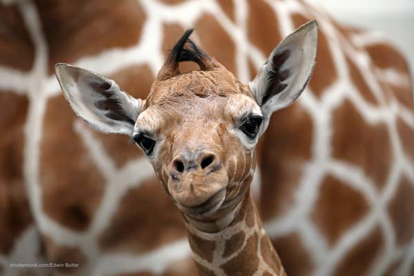 Giraffe Teenager