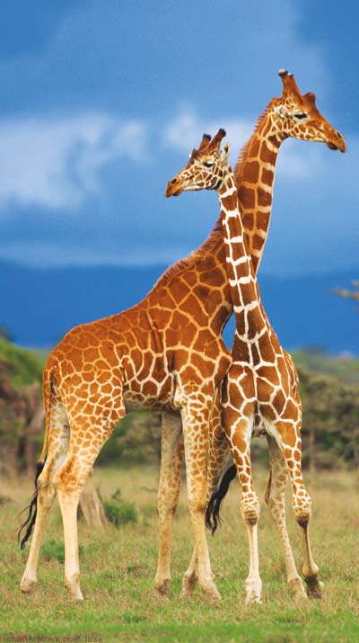 Two giraffes standing together