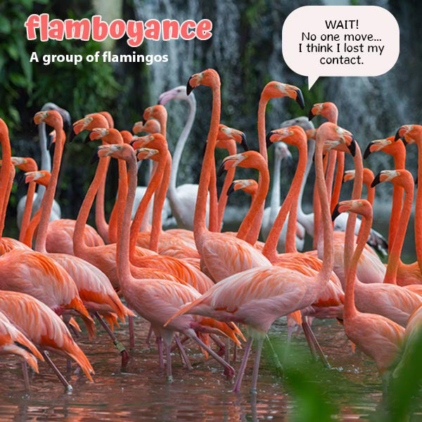Flamingo meme sharing image