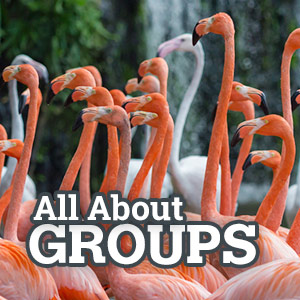 All About Animal Groups