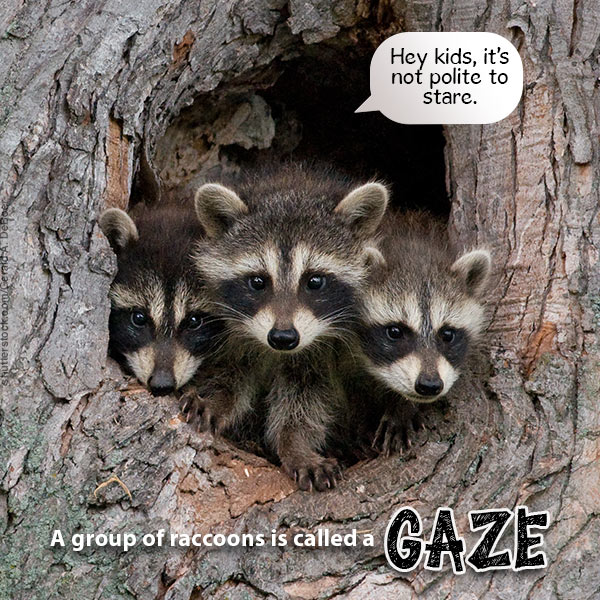 Raccoon meme sharing image