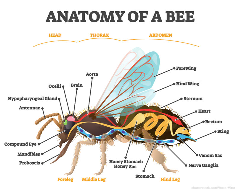 bee anatomy image