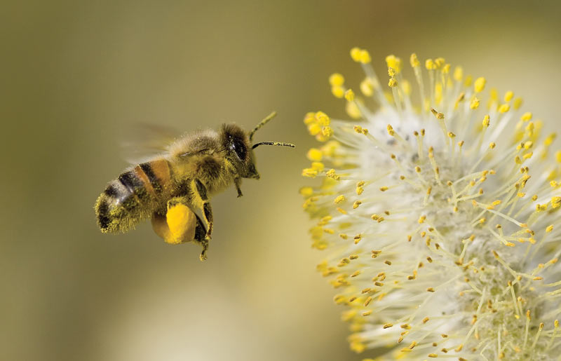  Honey bee carrying pollen