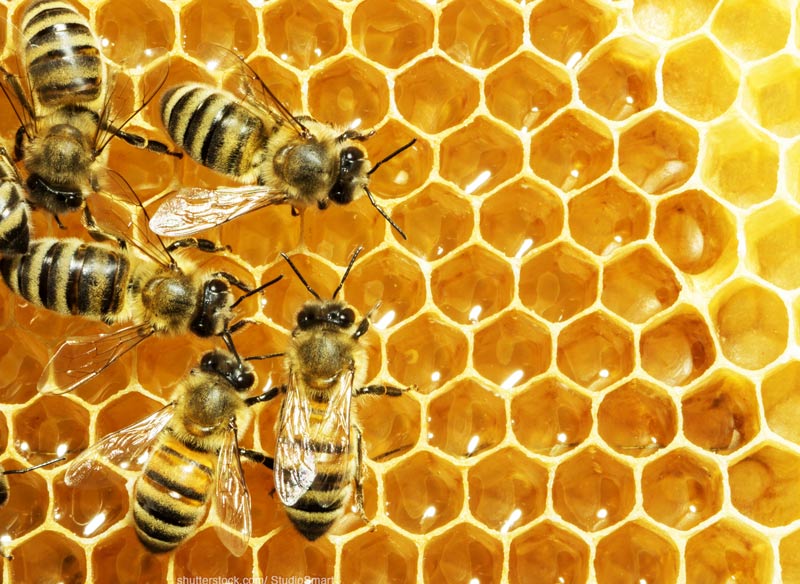 Closeup of honey comb photo