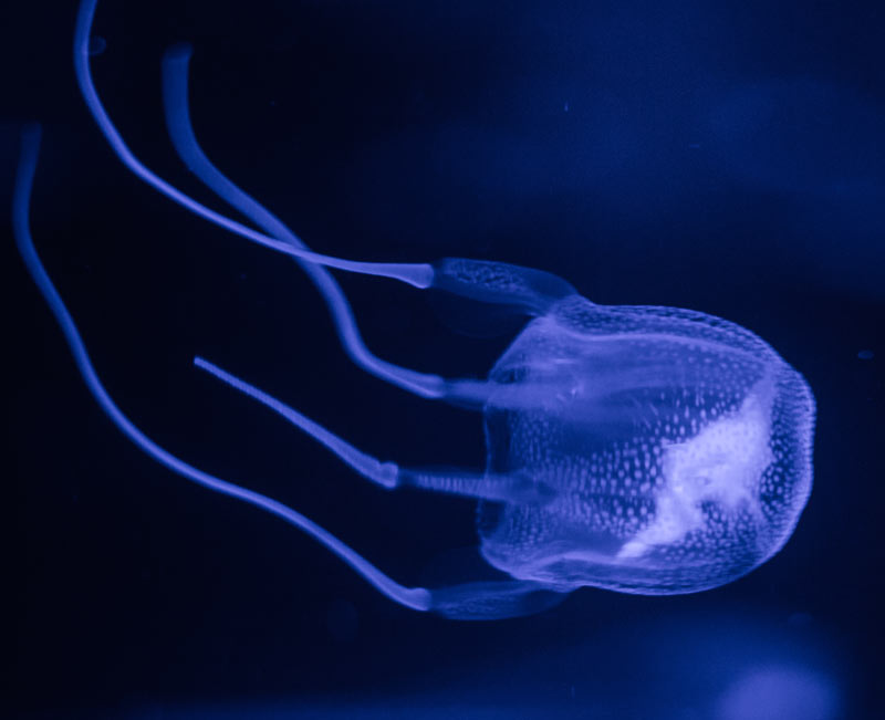 Box Jellyfish