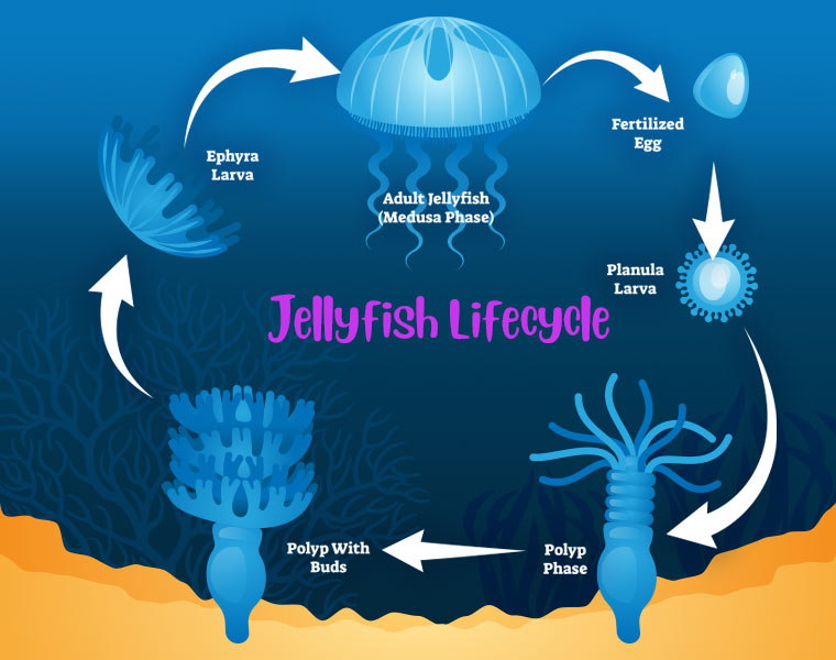 jellyfish lifecycle diagram