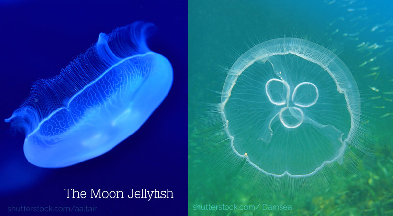 Moon jellyfish photo
