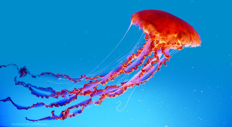 orange-red jellyfish photo