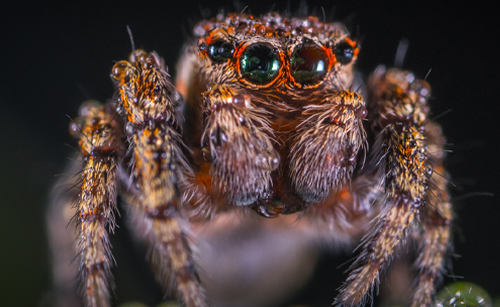 jumping spider image