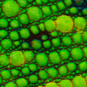 C view image
